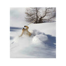 2026 Marker Squire 11 Bindings